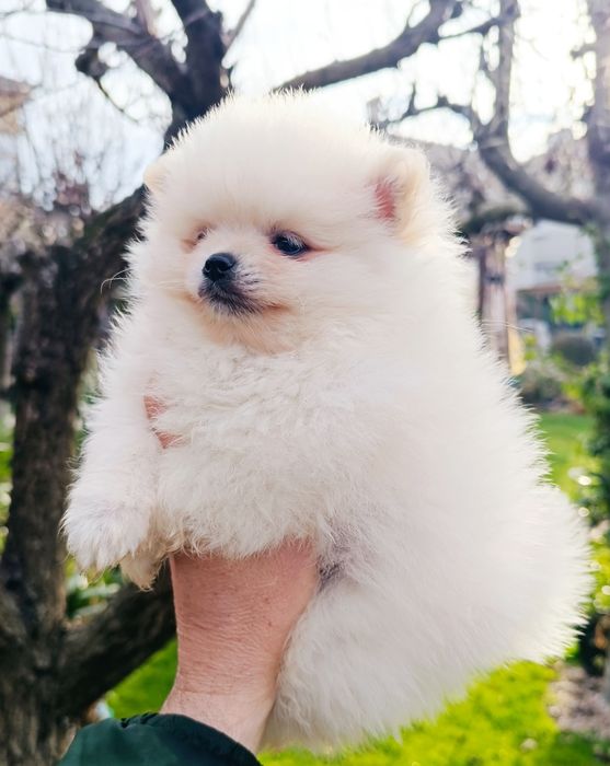 Померан, мини померан