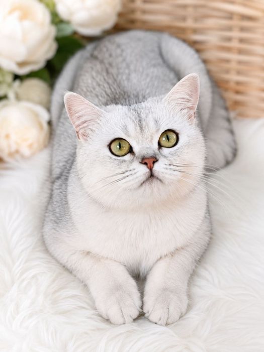 British chinchilla