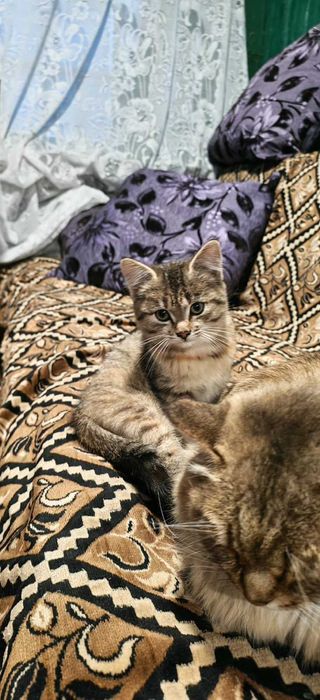 Отдам котенка 2 месяца в хорошие руки