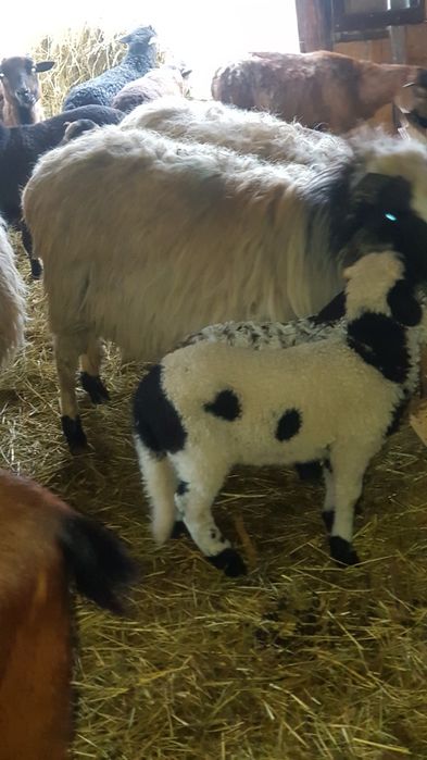 De vanzare 3 oii miore cu 3 meii