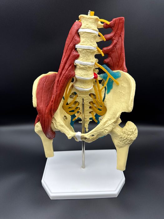 .Anotomik mulyaj maket modeli. Анотомические муляжи модели макеты