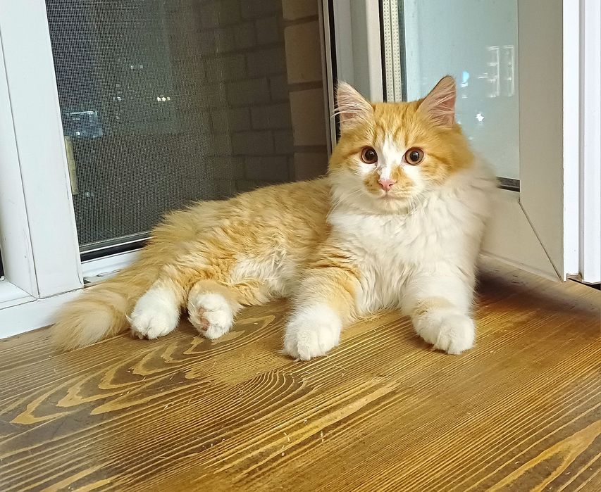 Ласкуша-котенок Лучик Солнышкин ищет самых лучших котородителей