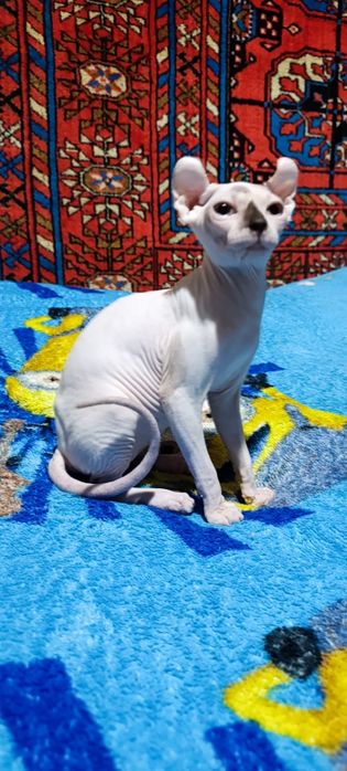 Сфинкс эльф девочка