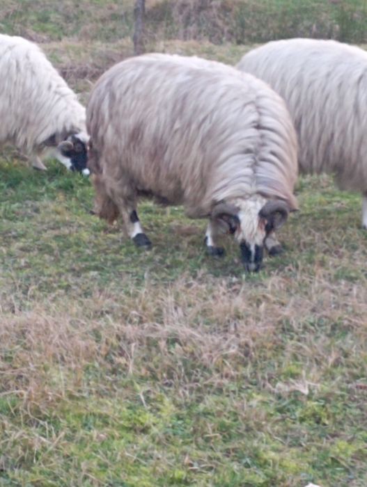 Oi bune și tinere de vanzare