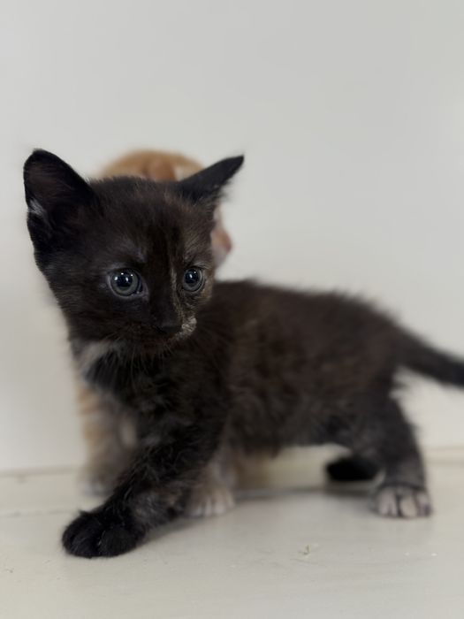 Отдадим котят в добрые руки !!!