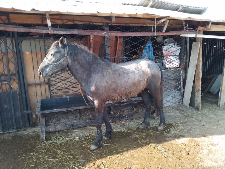 Бордақыланған жылқы