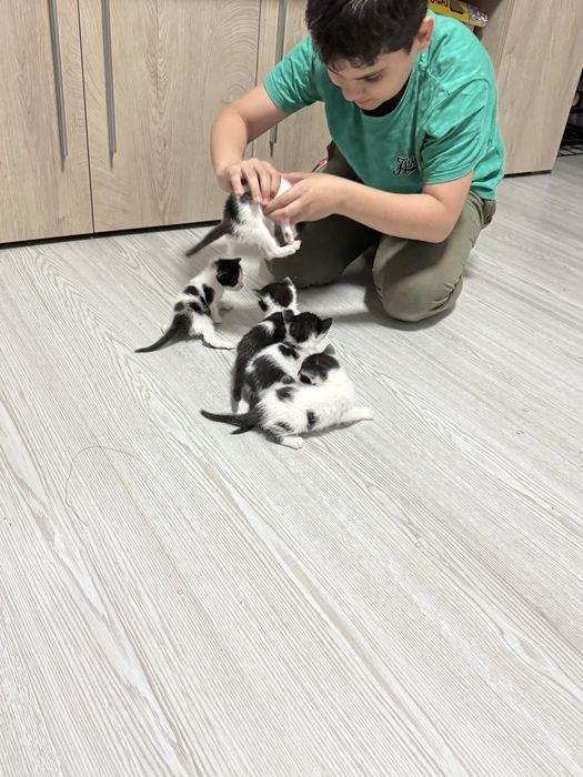 Donez 5 pisoiași adorabili – crescuți în casă, blânzi și sănătoși