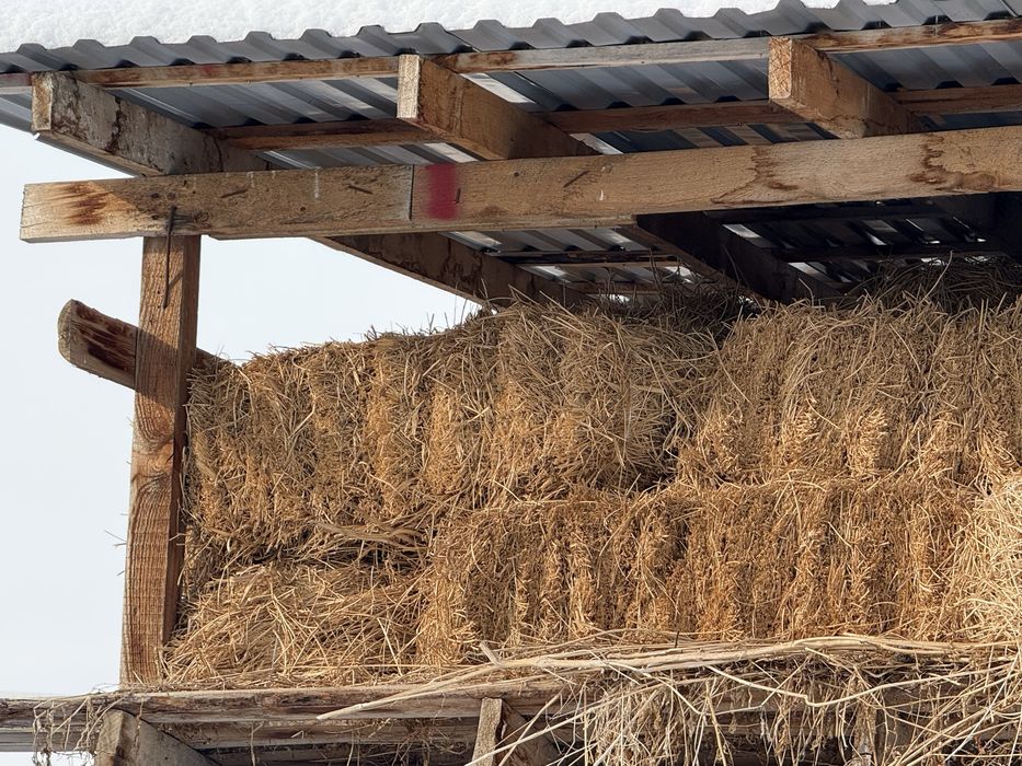 Продам Жонышка клебрь