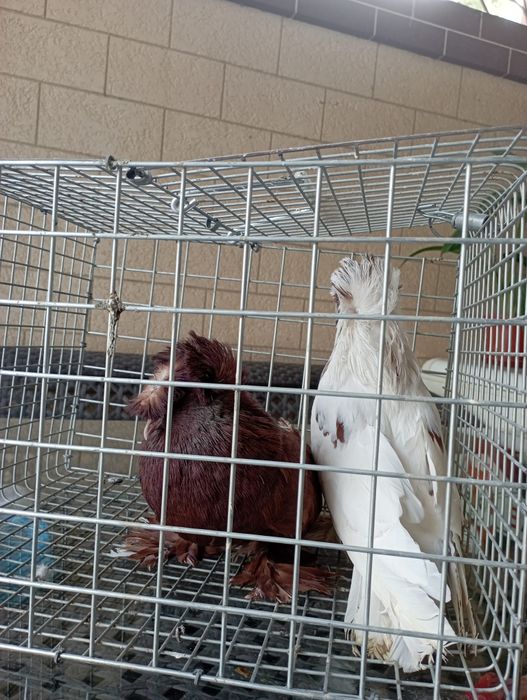 Продам Бухарских голубей цена 1 миллион милл