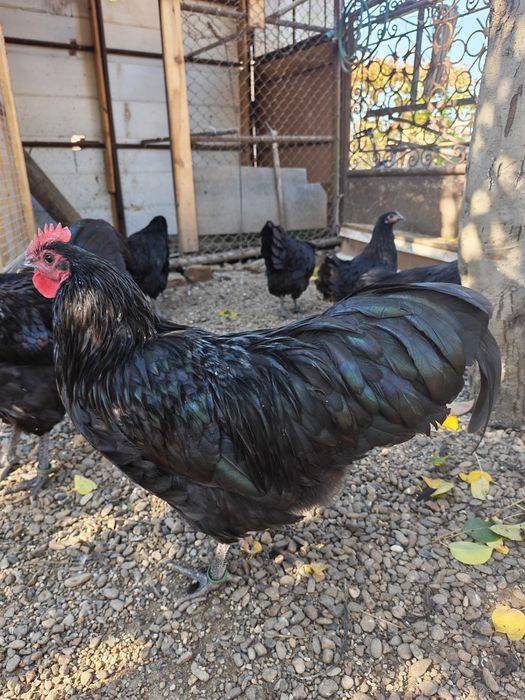 Australorp negru