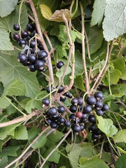 Продам саженцы чёрной смородины.