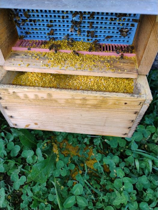 Polen crud poliflor din zona montana