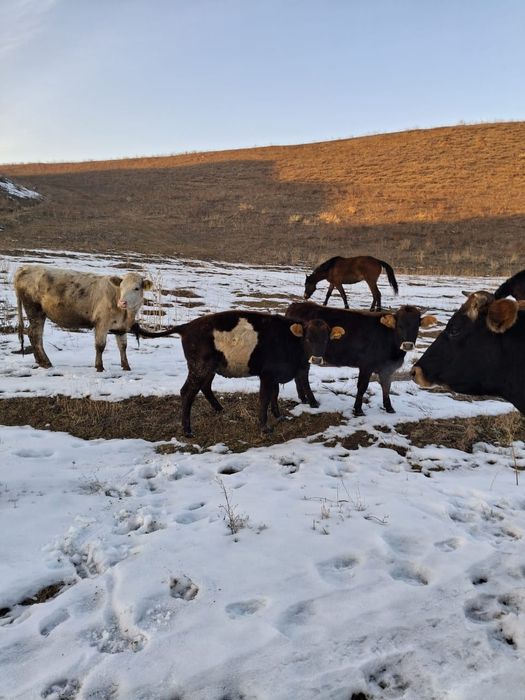 Коровы ( сиыр) продам