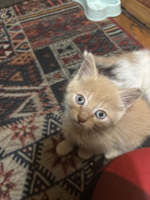 Отдам котят в хорошие руки