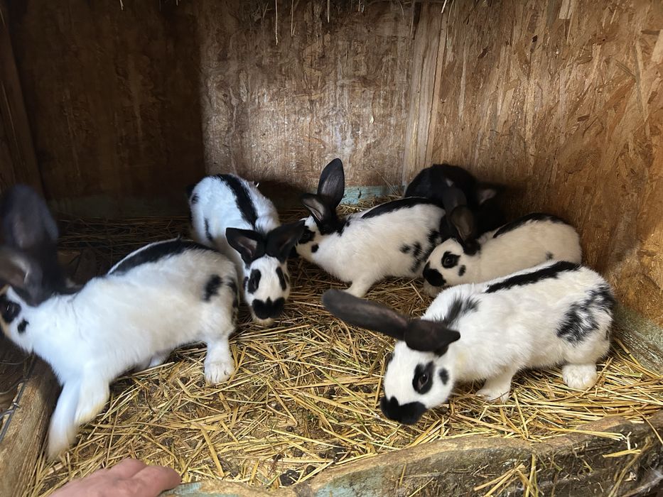 Vand tineret fluture german