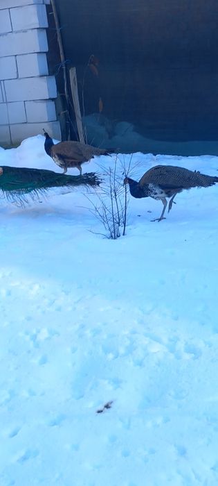 Rate mute tinere, 2 pauni masculi tineri