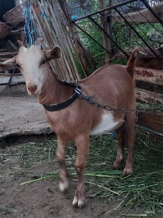 Iada de vanzare din tată Anglo Nubian  și mamă Saanen.