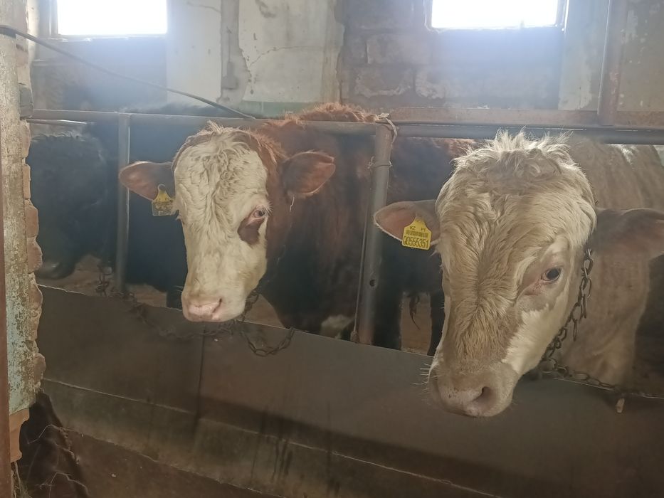 Откормда турган 5 бас бука сатылады