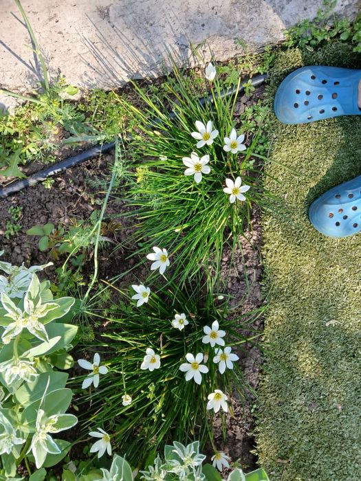 Зефирантес (выскочка) луковицы