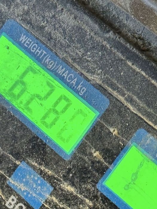 Пилета  Бройлери