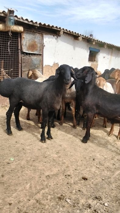 Продам кисарски токты кошкар