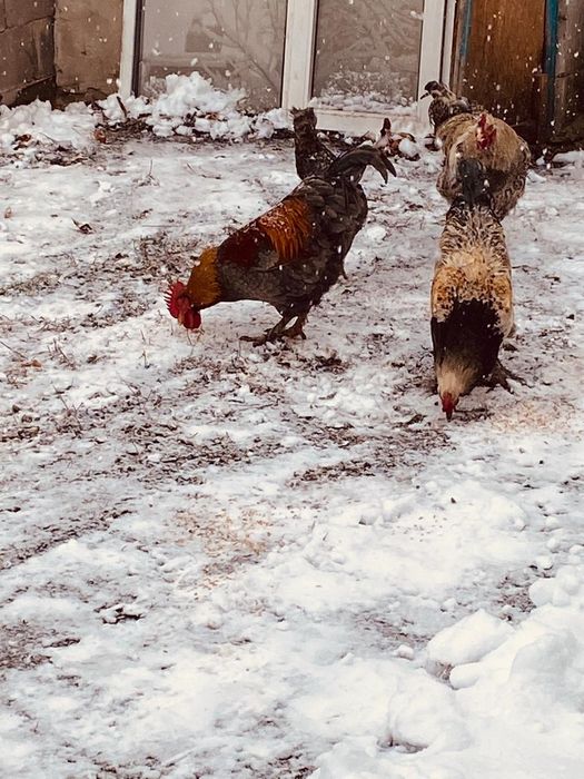 Петух на продажу