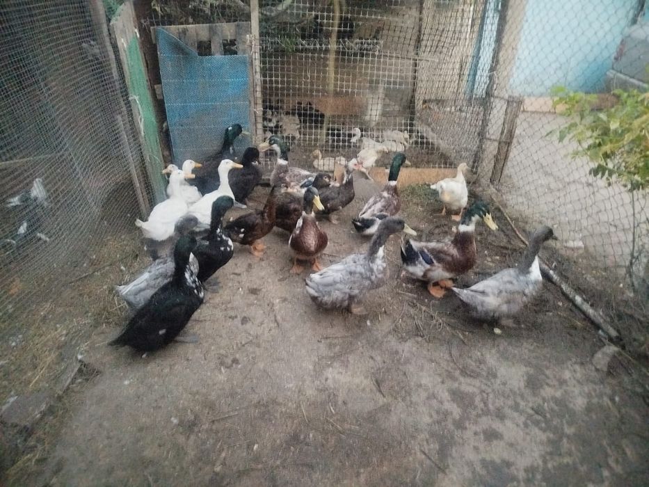 Срочно продам уток