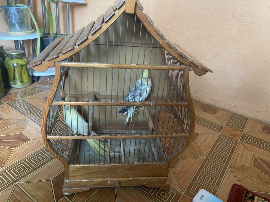 продаются попугай корелла