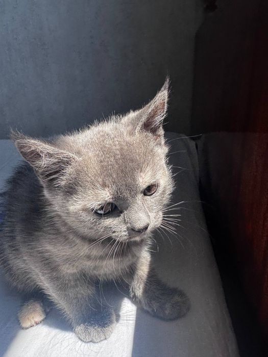 Котята скоттиш страйт