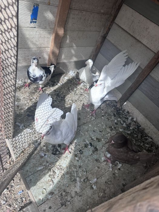 Vand porumbei kingi si voiajori de concurs