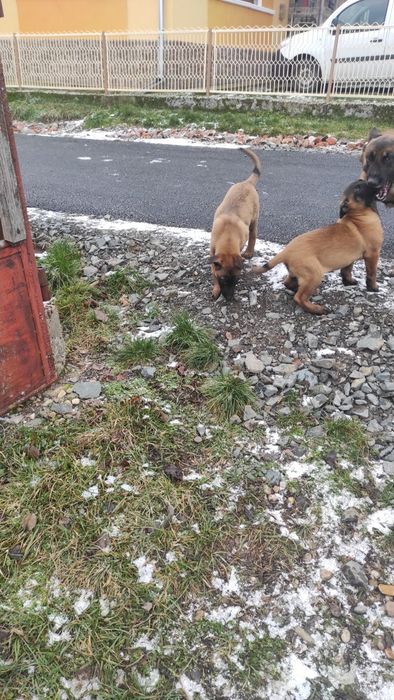 Donez pui Ciobanesc belgian malinois