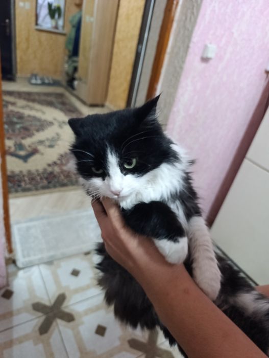 Кошка самка отдам даром