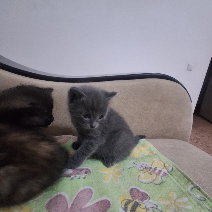 Бесплатно котята