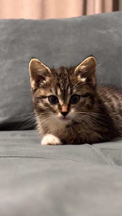 Котенок-девочка 2 месяца