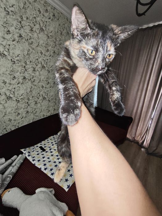 Котята, подкидыши