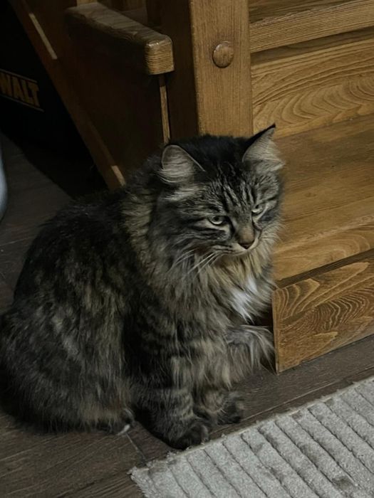 Внимание пропала кошка!