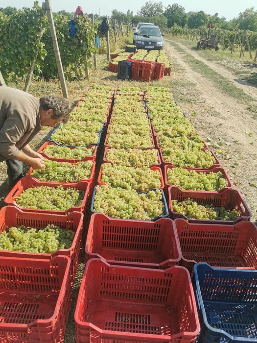 Struguri de vin deținem vie proprie