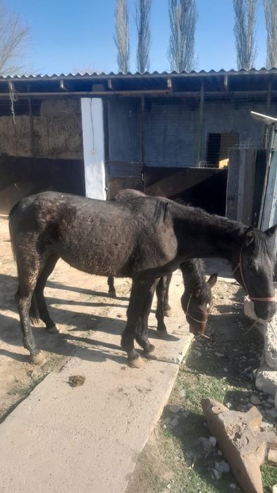 Бие жабағысымен сатылады