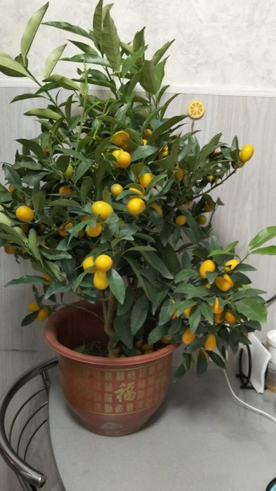 Продам дерево цитруса кумкват