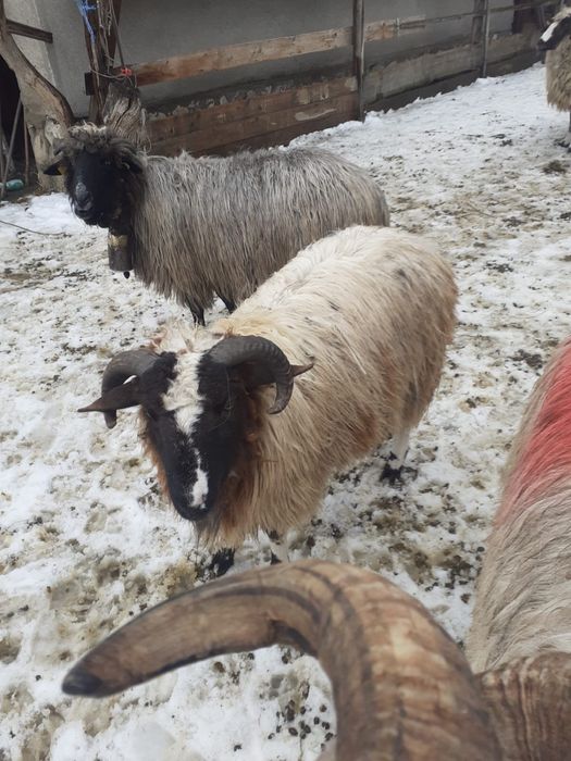 vand berbeci noatini vand berbec