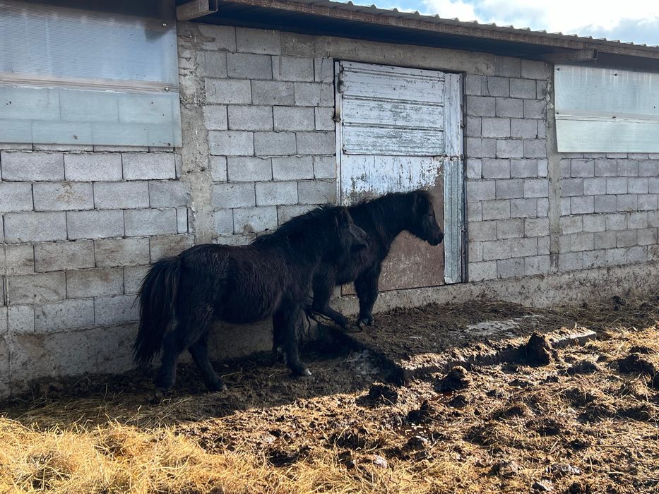 Пони за 500к хорошие