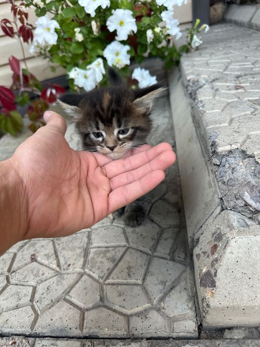 Продаются котята
