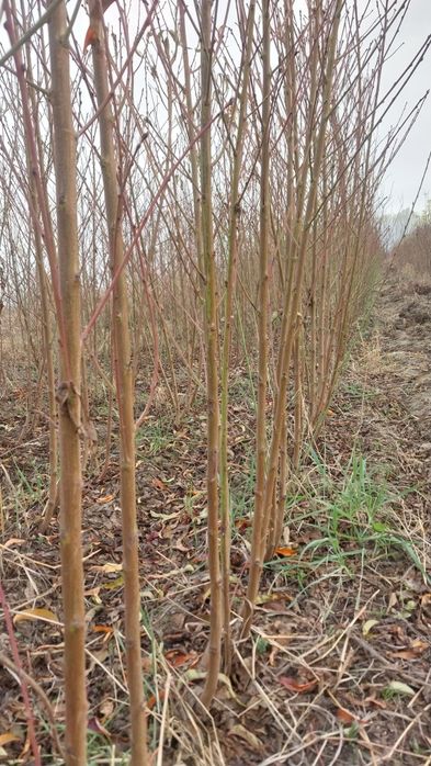 Shaftoli kuchat sotiladi