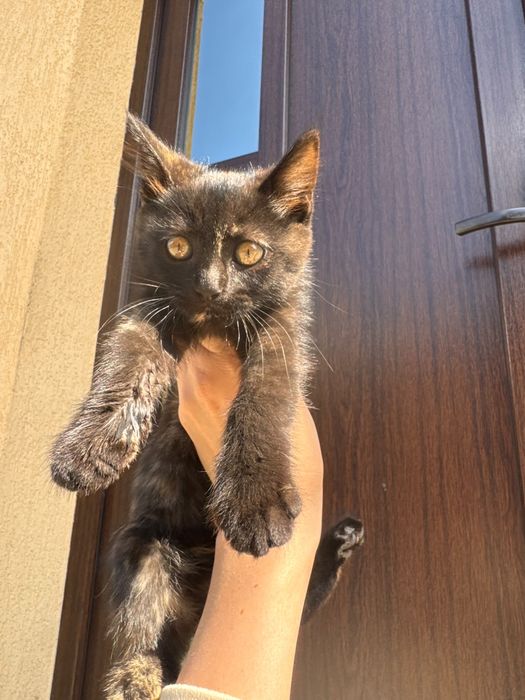 Pisici spre adoptie
