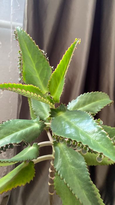 Продам каланхоэ за 2000