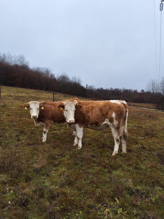 Vand doua juninci gestante si un tauras
