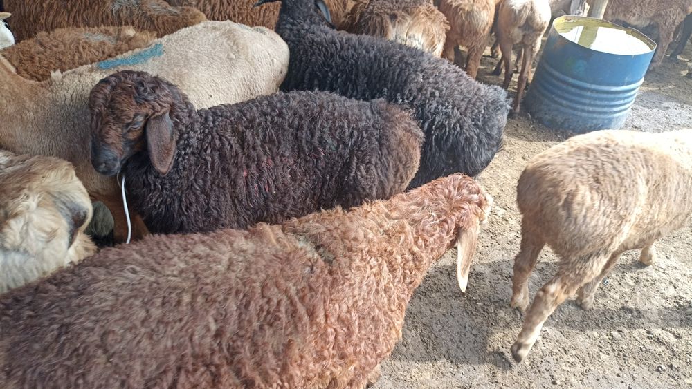 Кой кой кой бараны