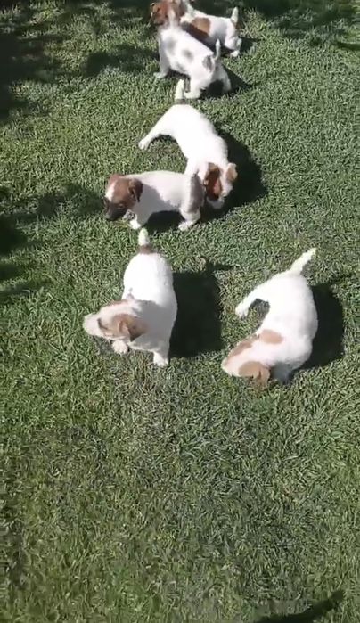 Мини Джак Ръсели