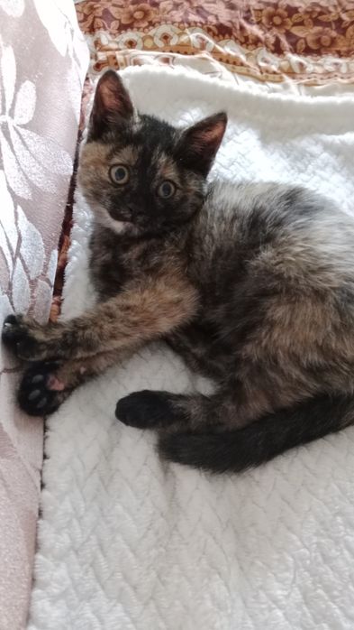 Пушистик ищет дом