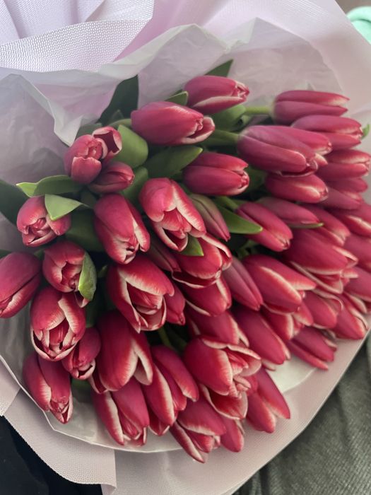 Тюльпан. Свежий.